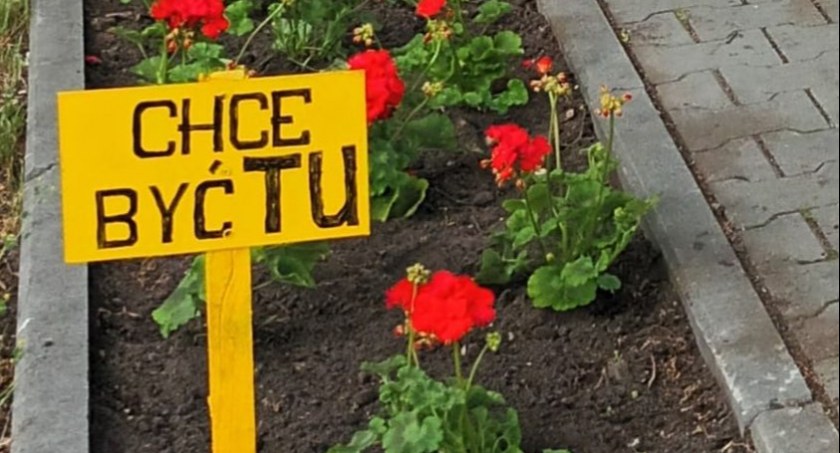Pelargonie w Kosztowach przetrwały 2 miesiące (fot. Rada Dzielnicy Kosztowy)