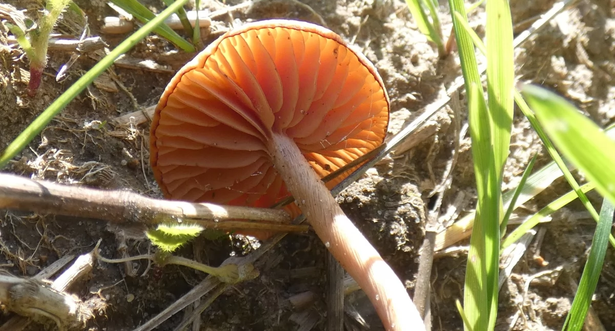 ECO, Migawki Imielina - zdjęcie, fotografia