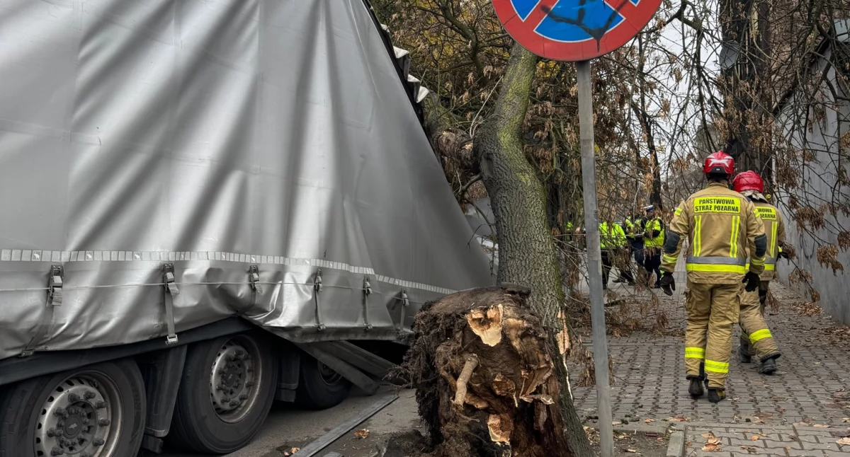 Pożary straż pożarna, Drzewo przewróciło naczepę - zdjęcie, fotografia