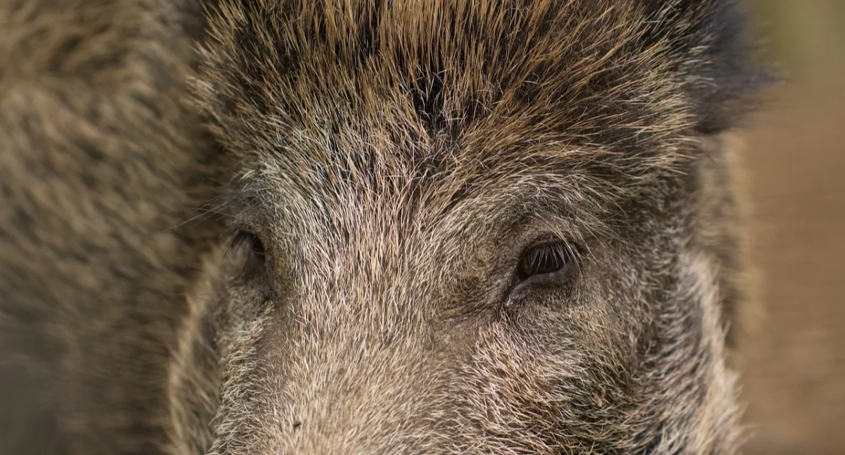 Wypadki drogowe, Dziki przyczyną kolizji wypadku - zdjęcie, fotografia