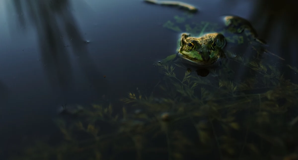 Historia, Utopce Traugota Legendy podania terenu Mysłowic okolic - zdjęcie, fotografia