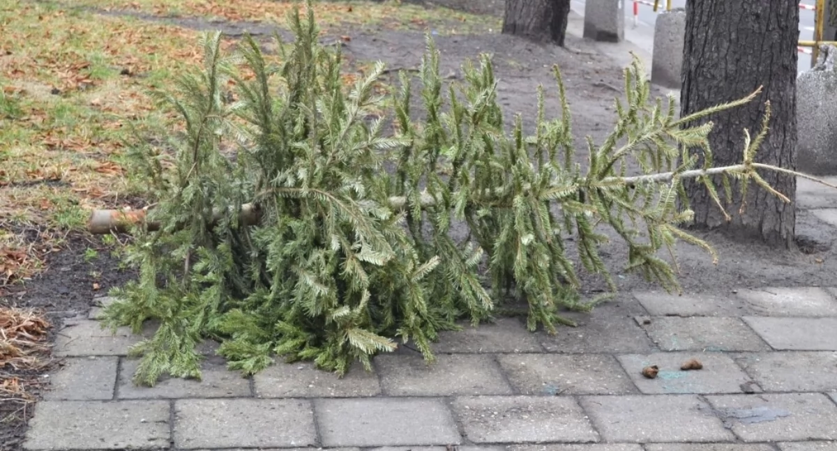 ECO, zrobić żywą choinką świętach organizuje odbiór drzewek - zdjęcie, fotografia