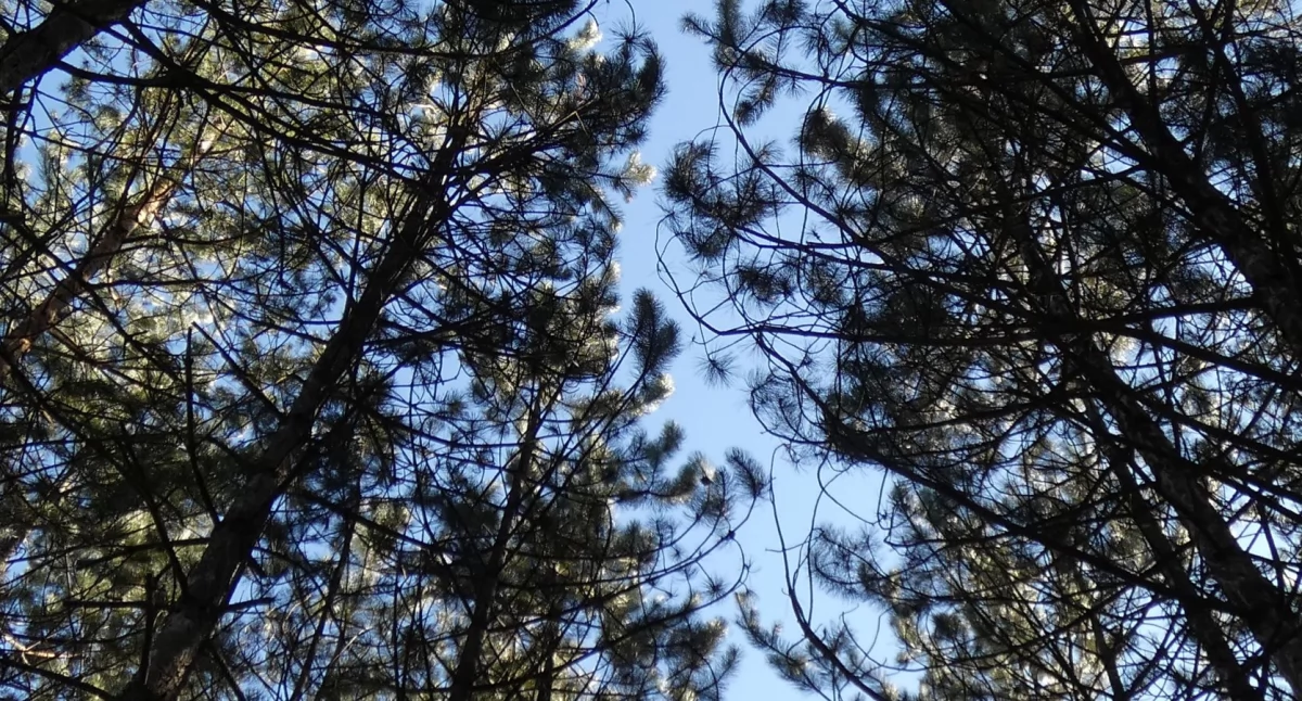 ECO, czarnego - zdjęcie, fotografia