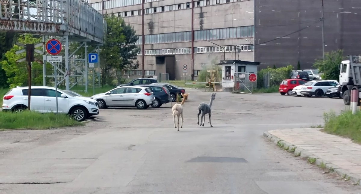 NEWS, Alpaki gigancie! Egzotyczni spacerowicze kopalni Mysłowice Wesoła - zdjęcie, fotografia