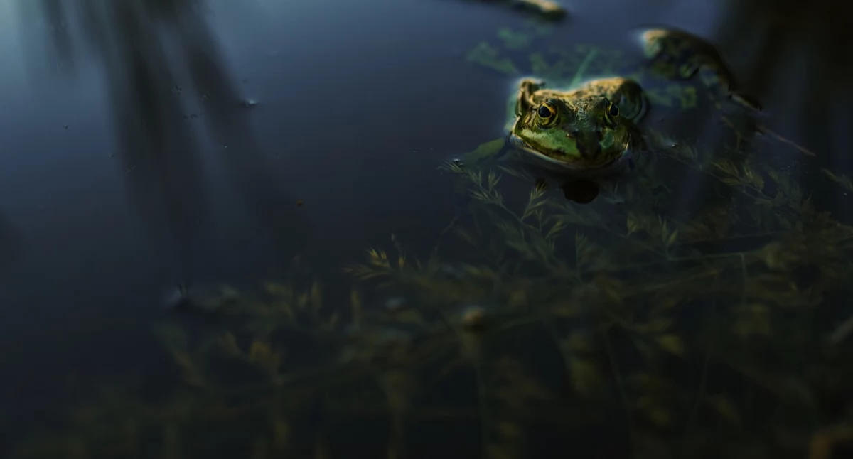 Historia, utopiec Legendy podania terenu Mysłowic okolic - zdjęcie, fotografia