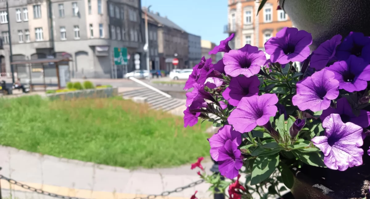 ECO, kwiaty Rynku okolicach - zdjęcie, fotografia