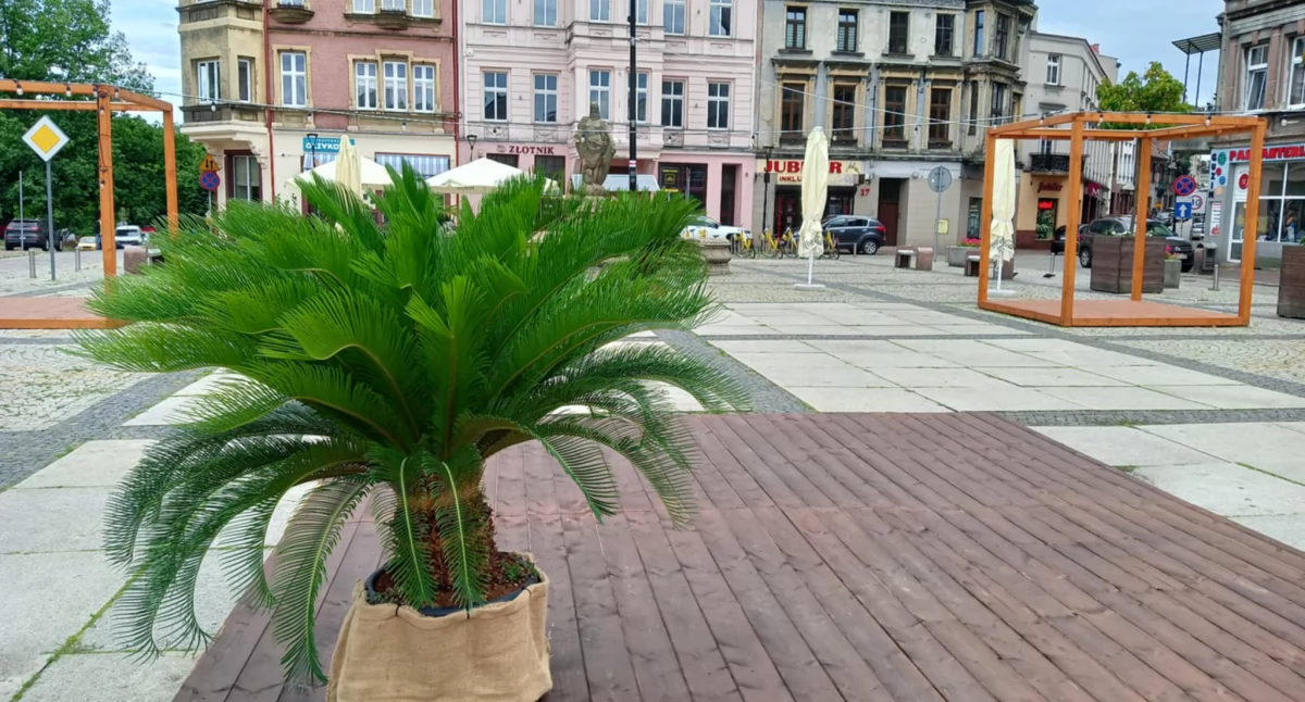 NEWS, Mysłowice prawie Katowice mają palmy Rynku - zdjęcie, fotografia