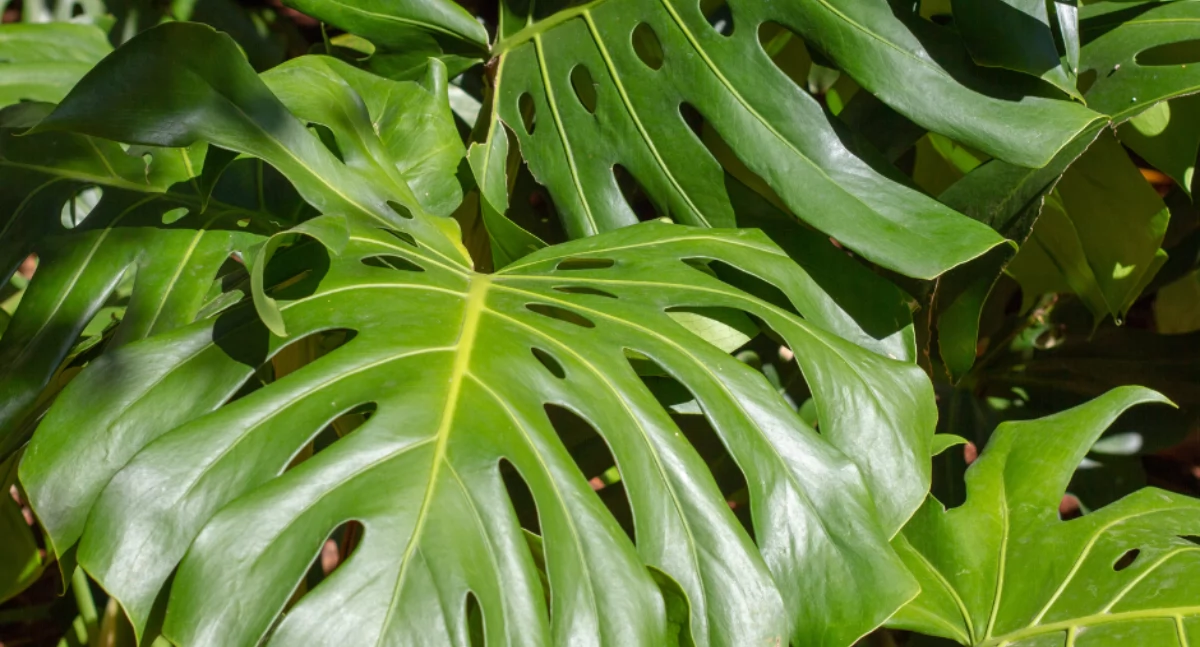 blushing philodendron Rooted Blushing Philodendron in Water