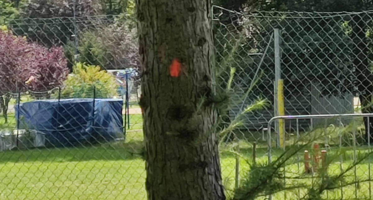 NEWS, Tajemnicze kropki drzewach Parku Słupna - zdjęcie, fotografia