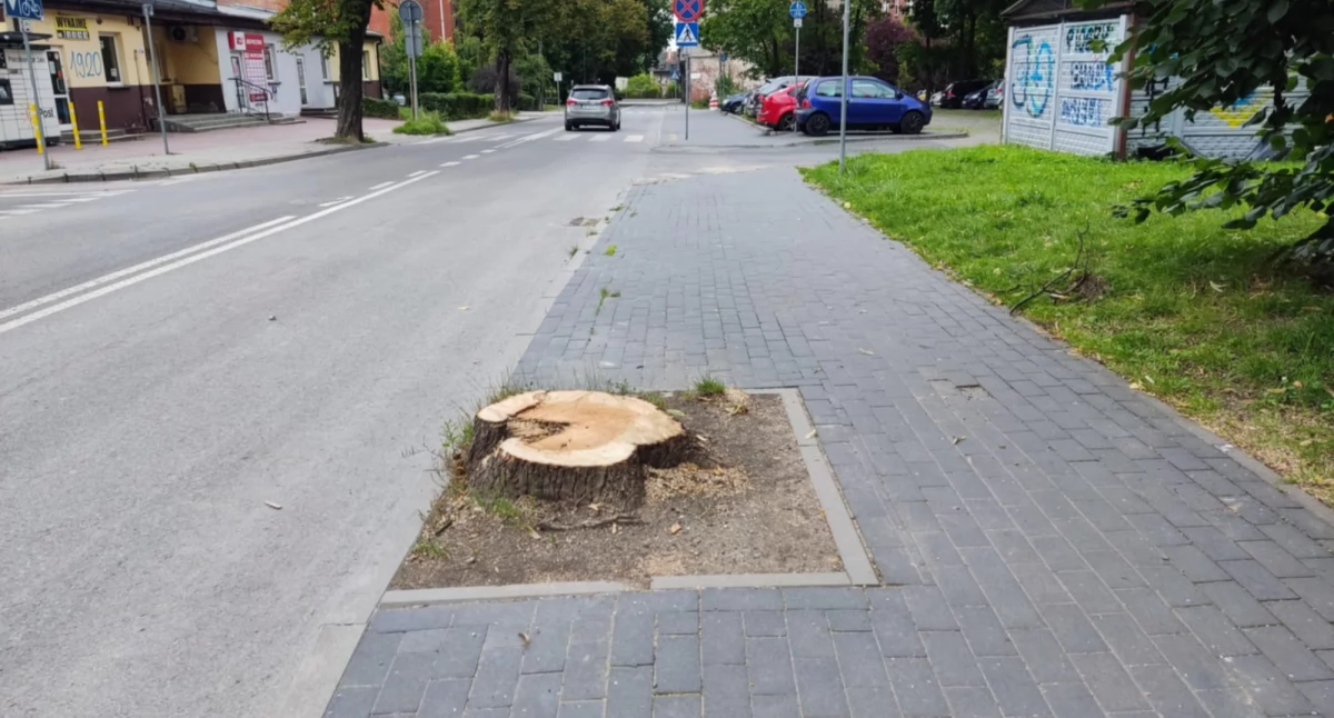 NEWS, Wycinka drzew Mickiewicza trosce bezpieczeństwo publiczne - zdjęcie, fotografia