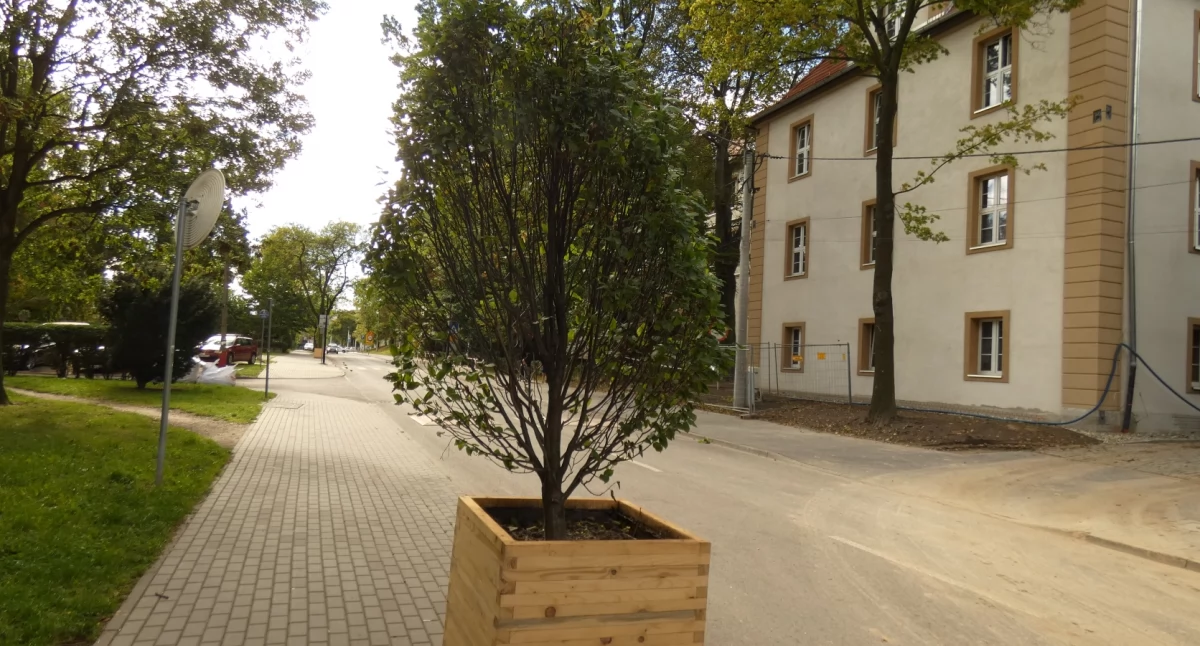 ECO, Graby skrzynkowe - zdjęcie, fotografia