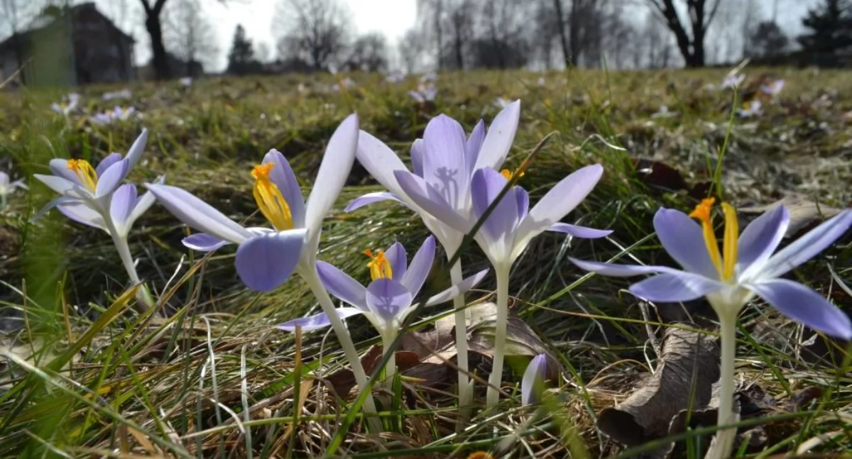 NEWS, Mysłowice zakwitną krokusami milenium koronacji - zdjęcie, fotografia