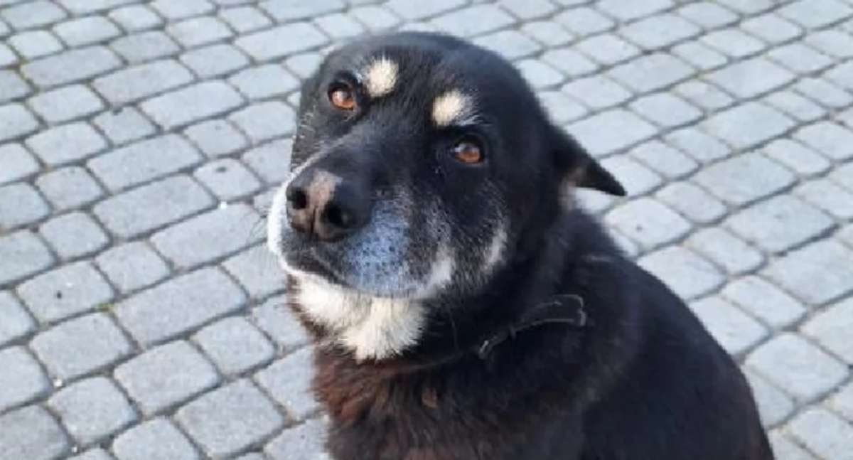 NEWS, października Międzynarodowy Dzień Kundelka święto naszych czworonożnych przyjaciół - zdjęcie, fotografia