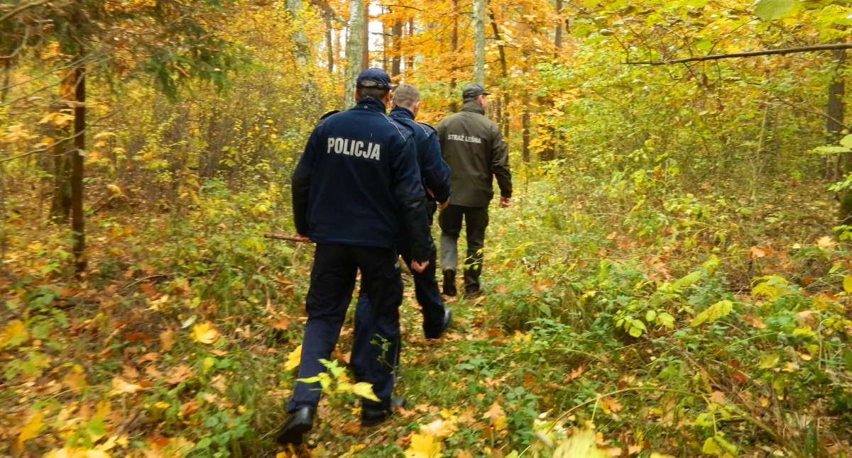 Nielegalne zbieranie stroiszu prowadzi do poważnych szkód w lasach