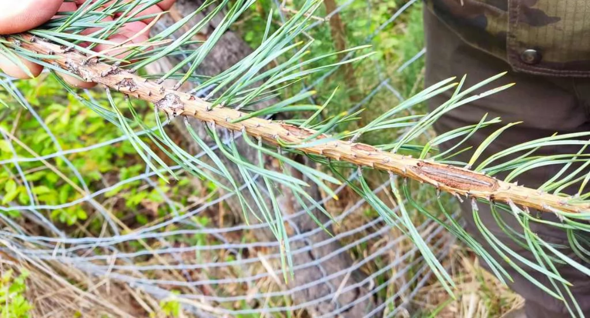 NEWS, Sprzeciw wobec wycinki Mysłowicach Miasto apeluje zmianę planów inwestora - zdjęcie, fotografia