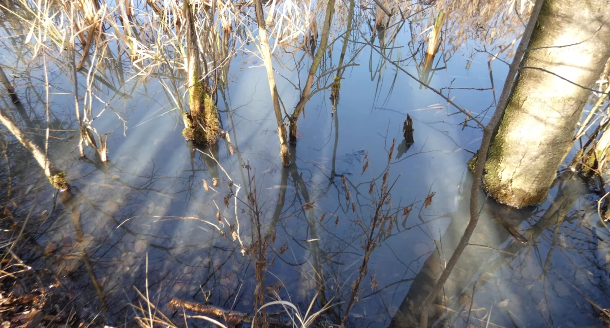 ECO, przełaj przez zapadlisko Błędowie - zdjęcie, fotografia