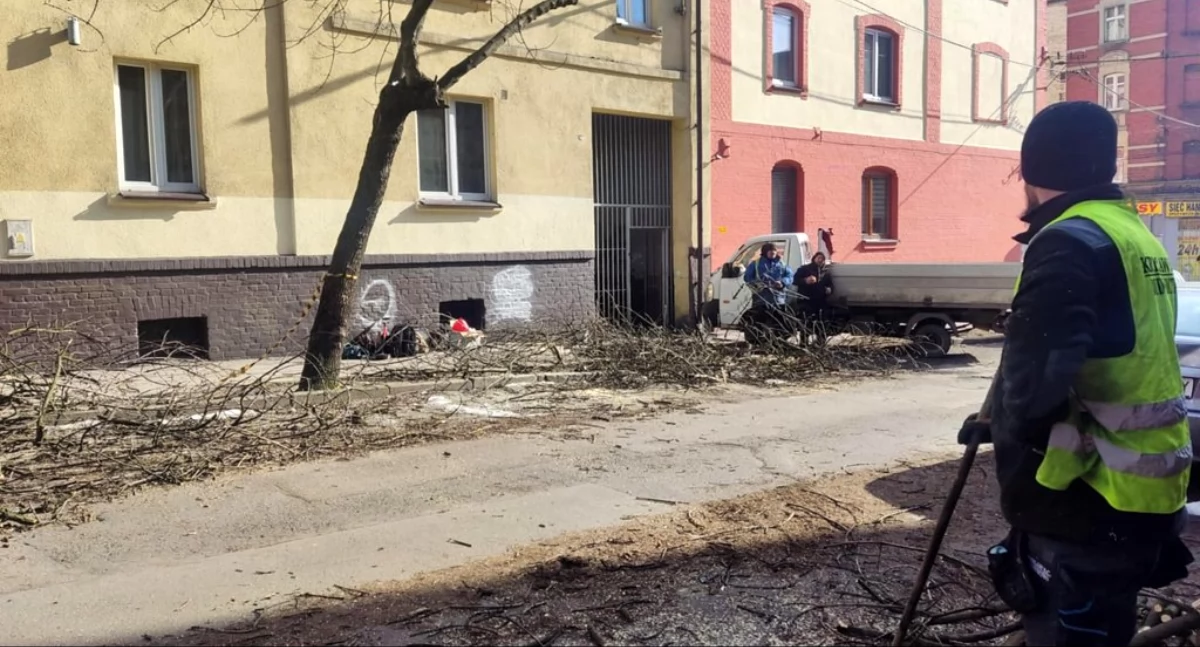 NEWS, Ruszyły prace drzewach Górniczej przycinka - zdjęcie, fotografia