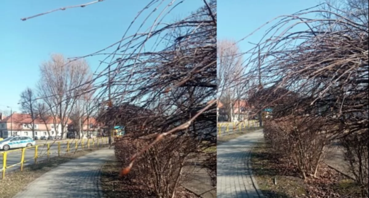NEWS, Gałęzie wchodzą przechodniom - zdjęcie, fotografia