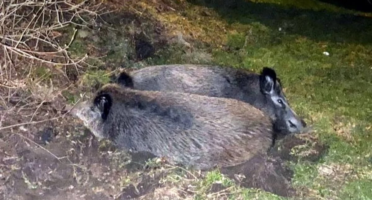 NEWS, Imielinie będzie odstrzał dzików Miasto ostrzega mieszkańców - zdjęcie, fotografia