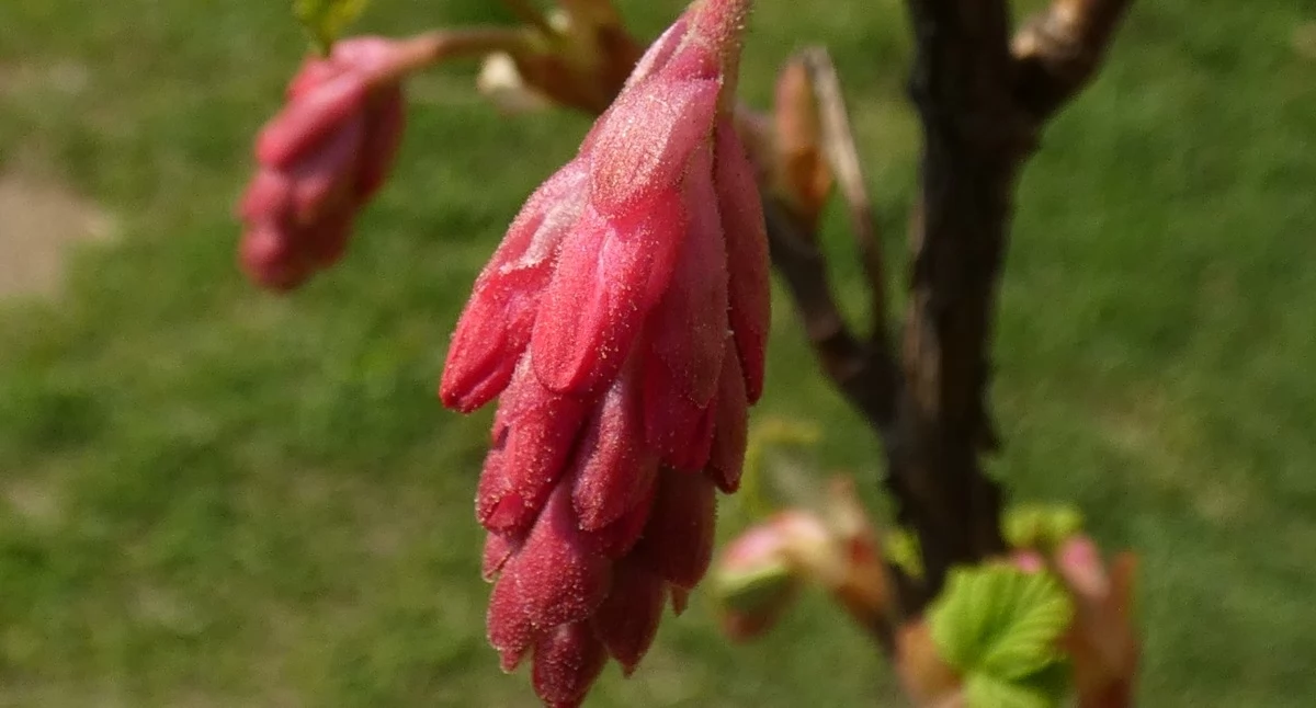 ECO, mgnienia wiosny - zdjęcie, fotografia