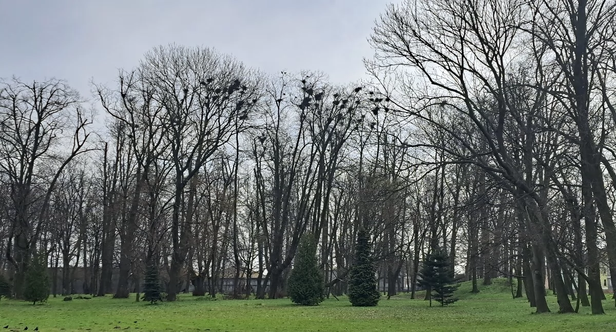 Kolonia lęgowa gawrona - Szczekociny. Fot. RDOŚ Katowice