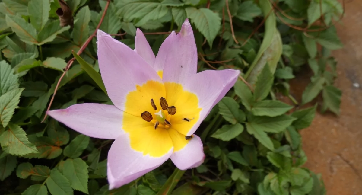 Tulipan skalny