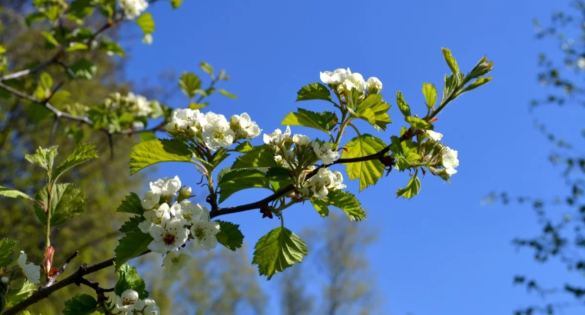 Na Promenadzie kwitną drzewa i krzewy