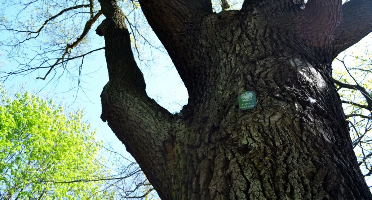 ECO, Marcin Siła Luiza Tadeusz Mieczysław Mysłowice mają pomniki przyrody - zdjęcie, fotografia