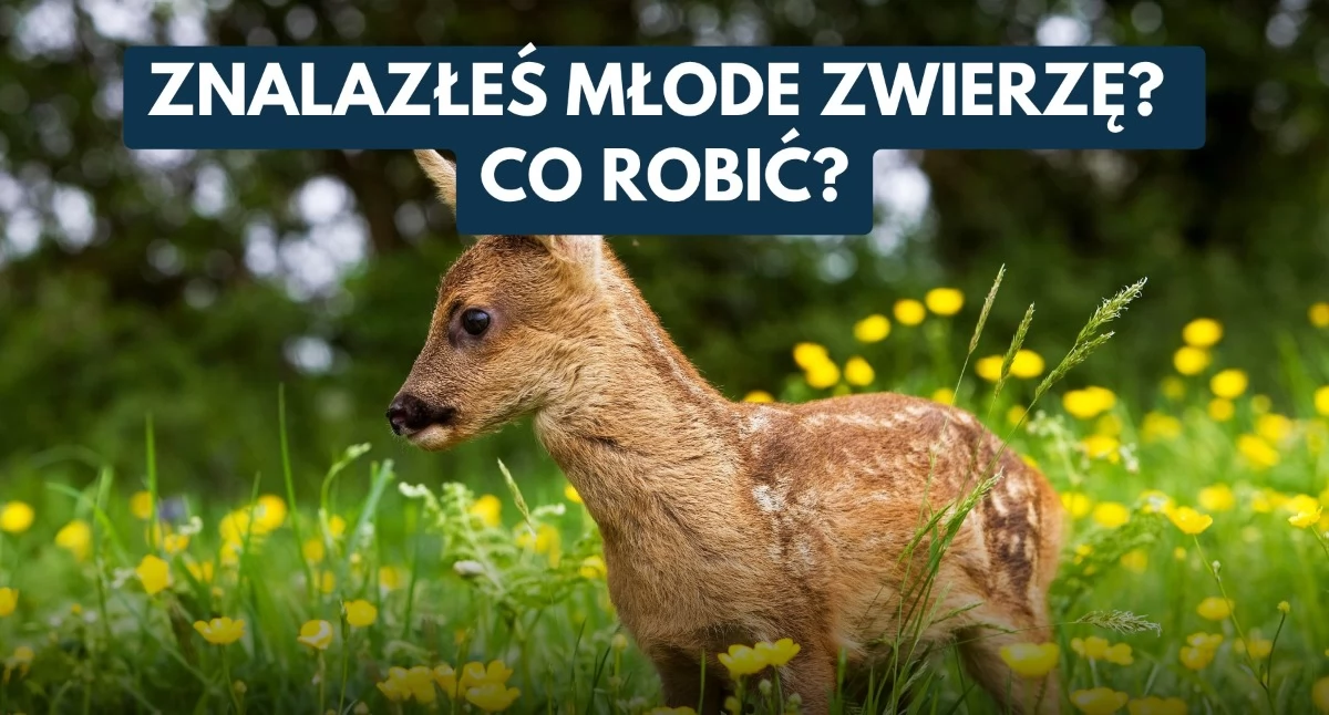 EDUKACJA, pomagajmy siłę Wiosną latem młode dzikie zwierzęta często potrzebują ratunku - zdjęcie, fotografia