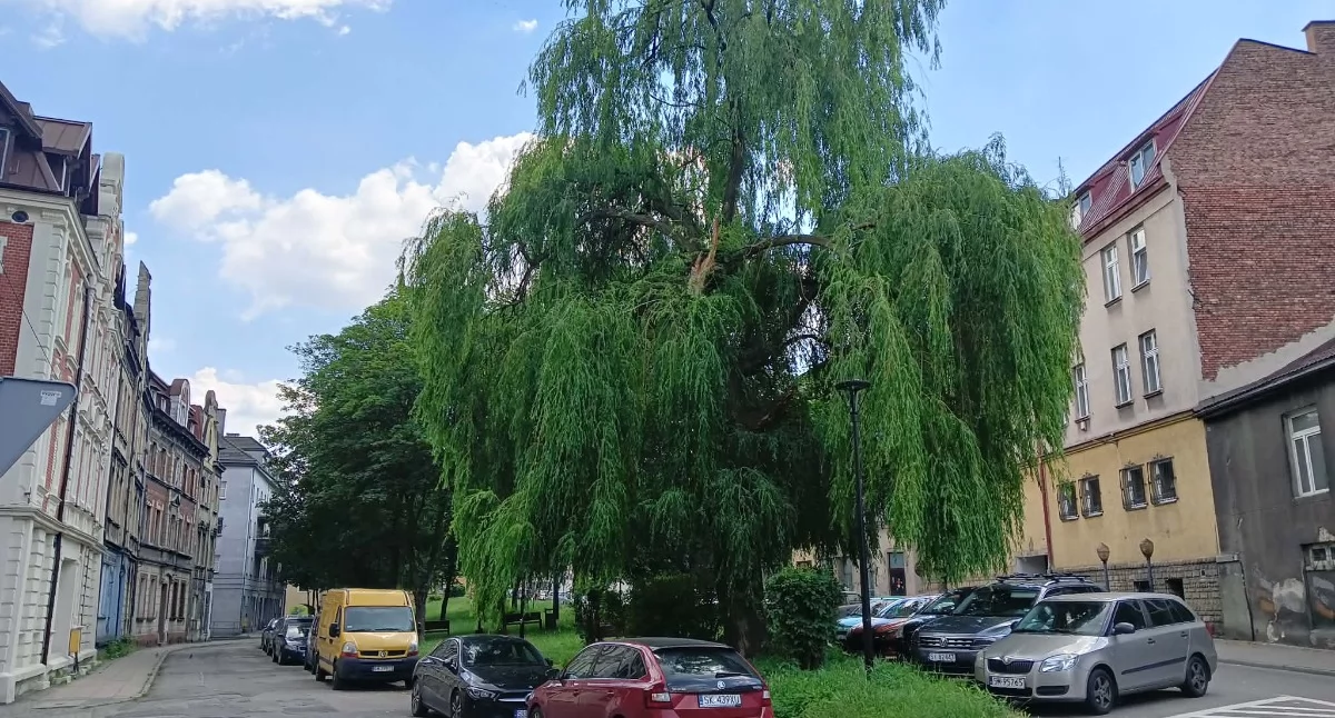 Wycięta zostanie m.in. ta wierzba