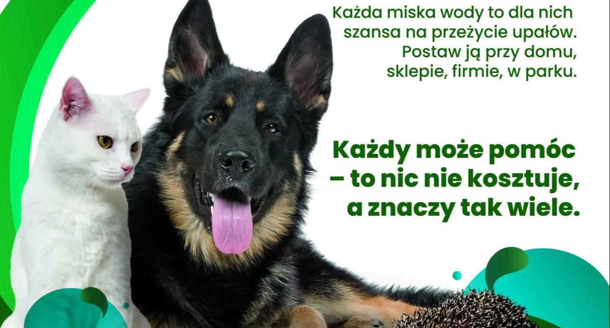 NEWS, zwierząt latem wystaw miskę cieniu pomóż przetrwać upały - zdjęcie, fotografia