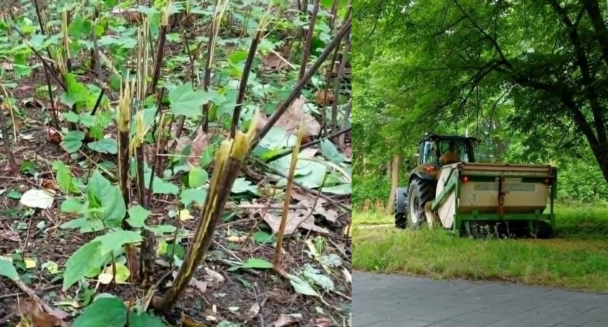 NEWS, Koszenie mysłowicku ściąć trawę razem ozdobnymi krzewami - zdjęcie, fotografia