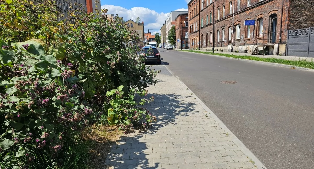 NEWS, Czytelnik informuje chwasty wdarły chodnik - zdjęcie, fotografia