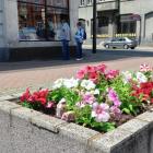Nowe kwiaty na Rynku i w okolicach