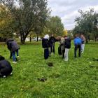 Posadzili krokusy na Tysiąclecie Koronacji Królów Polski