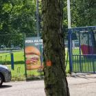 Tajemnicze kropki na drzewach w Parku Słupna