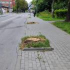 Wycięte drzewa na ul. Mickiewicza 