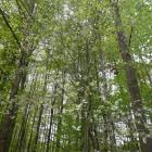 Opowieści lasku kosztowskiego