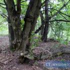 zdjęcie nr 8