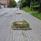Wycięte drzewa na ul. Mickiewicza 
