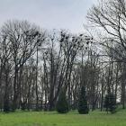 Kolonia lęgowa gawrona - Szczekociny. Fot. RDOŚ Katowice