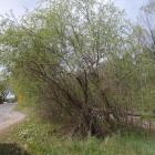 Wierzba biała