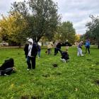 Posadzili krokusy na Tysiąclecie Koronacji Królów Polski