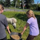 Trwają półkolonie w siodle w stadninie Arabka