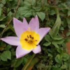 Tulipan skalny