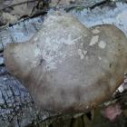 Białoporek brzozowy