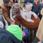 Kapibara Jesieniara podbiła Mysłowice