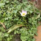 Tulipan skalny