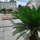 Mysłowice prawie jak Katowice. Też mają palmy na Rynku