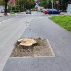 Wycięte drzewa na ul. Mickiewicza 